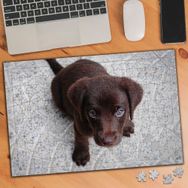 1082141 Yavru Yeşil Gözlü Güzel Köpek 240 Parça Puzzle Yapboz