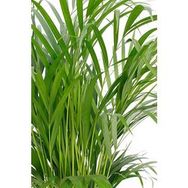 120-140 cm Areca Dypsis Lutescens Areka Palmiyesi