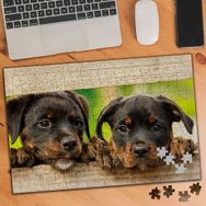 1785760 Labrador Retriever Siyah Yavru Köpekler 240 Parça Puzzle Yapboz