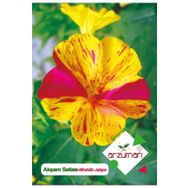 25 Adet Akşam Sefası Mirabilis Jalapa Tohumu