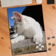 2640365 Kar Beyazı İlgisiz Kedi 240 Parça Puzzle Yapboz