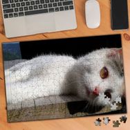 2640444 Yorgun Beyaz Kedi 240 Parça Puzzle Yapboz