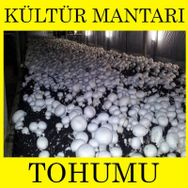 2kg Kültür Mantarı Tohumu