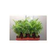 30-40 cm Chamaedorea Elegans