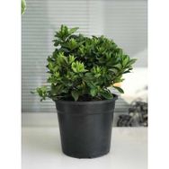 30 cm Gardenia Jasminoides Gardenya Çiçeği