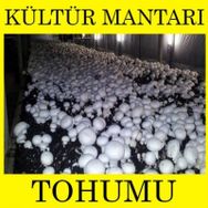3kg Kültür Mantarı Tohumu
