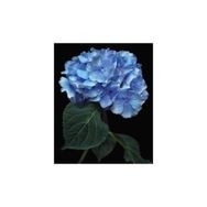 40x50 cm Renkli Cennet Çiçeği Sayılarla Boyama Seti Rulo Duvar Sticker
