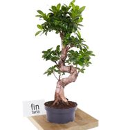 50-60 cm Ficus S Bonsai