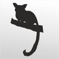 50 cm Rakun Folyo Sticker