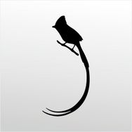 60 cm Hint Bülbülü Folyo Sticker