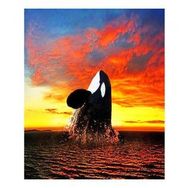 60x75 cm Balina Sayılarla Boyama Seti Sayılarla Boyama Seti Rulo Duvar Sticker