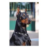 70x90 cm Doberman Sayılarla Boyama Seti Rulo Duvar Sticker