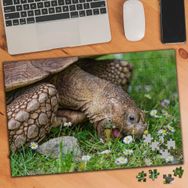 75158 Papatyalar ve Yaşlı Kaplumbağa 240 Parça Puzzle Yapboz