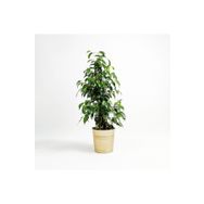 80-100 cm Ficus Benjamina Danielle Benjamin Bitkisi