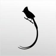 80 cm Hint Bülbülü Folyo Sticker