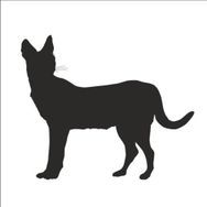 80 cm Vaşak Folyo Sticker