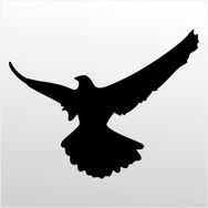 90 cm Güvercin Folyo Sticker