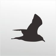 90 cm Martı Folyo Sticker