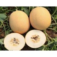 Akgen 10 gr Kavun Ananas Tohumu