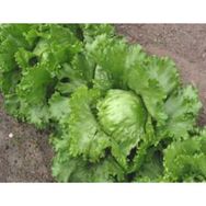 Akgen 100 Adet Marul Göbek ( Iceberg ) Tohumu