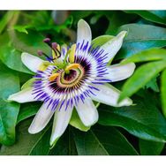 Aktarloji 10 Adet Pasiflora Çarkıfelek Tohumu