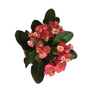 Armenbotanik Euphorbia Milii Dikenler Tacı