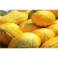 Arzuman 10 gr Sarı Kışlık Kavun Tohumu