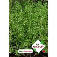 Arzuman 100 Adet Satureja Hortensis Kekik Çiçek Tohumu
