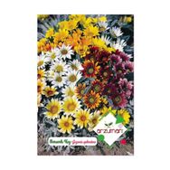 Arzuman 20 Adet Meramlı Kız Gazania Splendens Çiçek Tohumu