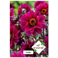 Arzuman 30 Adet Dahlia Çiçek Tohumu