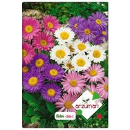 ARZUMAN 50 Adet Aster Çiçeği Tohumu
