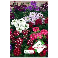 Arzuman 50 Adet Mine Verbena Çiçek Tohumu