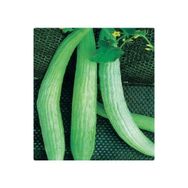 Arzuman Acur Acar 100 gr Tohum