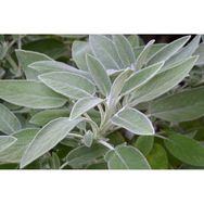 Arzuman Adaçayı Salvia Offıcınalıs 50 Adet Tohum