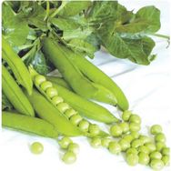 Arzuman Bezelye Utrillo 50 gr Tohum