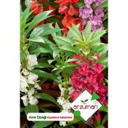 Arzuman Impatiens Balsamina 30 Adet Kına Çiçek Tohumu