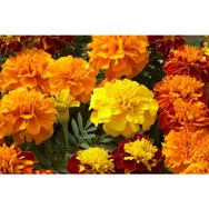 Arzuman Karagöz Çiçeği Tagetes 50 Adet Tohum