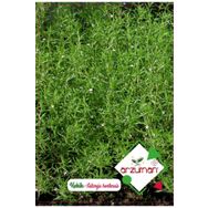 Arzuman TG-CCK0019 Kekik Çiçek Tohumu