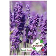 Arzuman Yerli Lavandula 100 Adet Lavanta Tohumu