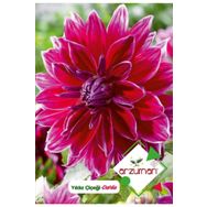 Arzuman Yıldız 30 Adet Dahlia Çiçek Tohumu
