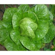 Asgen 25 gr YediKule Marul Tohumu
