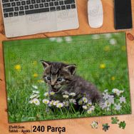 Asil Hobi Mavi Gözlü Yavru Kedi-Kır-Papatya Yapboz-Ayak Destekli Çerçeveli 240 Parça Puzzle