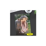 Asilmeydan 456560610 240 Parça Ağzı Açık Suaygırı Puzzle Yapboz Tablo