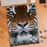 Asilmeydan Yakın Çekim Leopar 240 Parça 27x40 cm Puzzle Yapboz Tablo