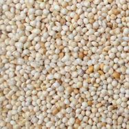 Aslımlar 1 kg Ak Darı Kuş Yemi