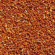 Aslımlar 25 kg Kırmızı Darı Kuş Yemi