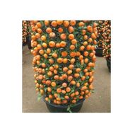 Ata Tohumculuk 10 Adet Bodur Bonsai Mandalina Ağacı Tohumu