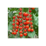 Ata Tohumculuk 10 Adet Cherry Domates Saksılı Tohumu