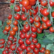 Ata Tohumculuk 30 Adet Pinpon Domates Tohumu
