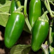 Ata Tohumculuk 5 Adet Acı Jalepeno Biberi Tohumu